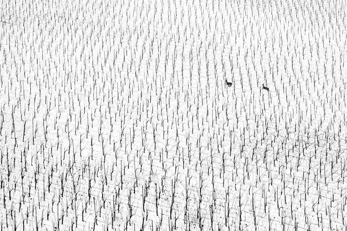 © Maruša Puhek – oro