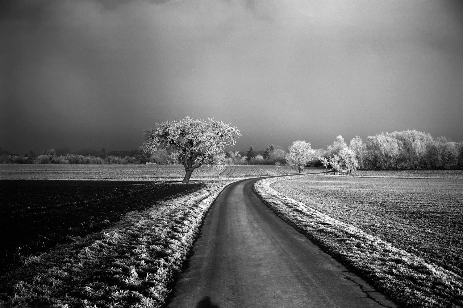 Leica-MONOPAN-50-5