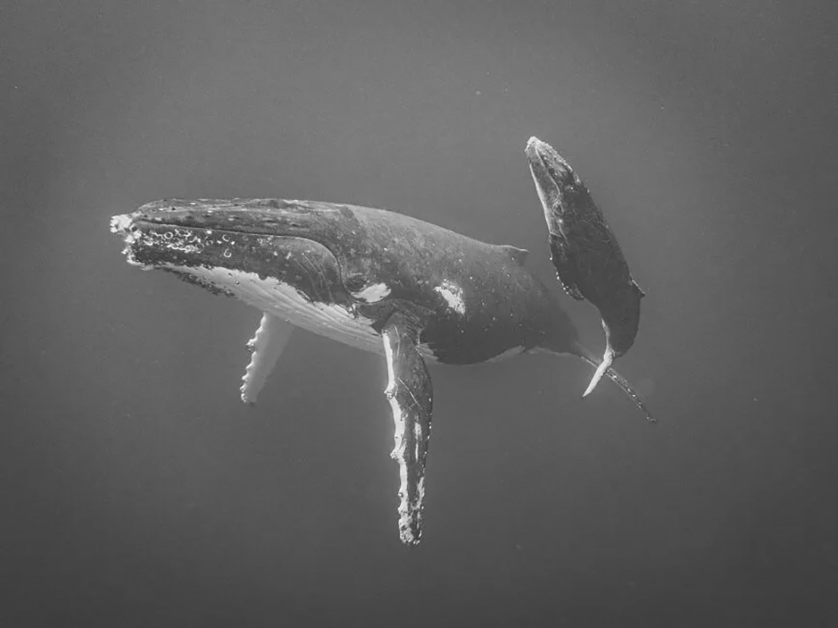 © IPPAWARDS – Jayne Parker – New Zealand