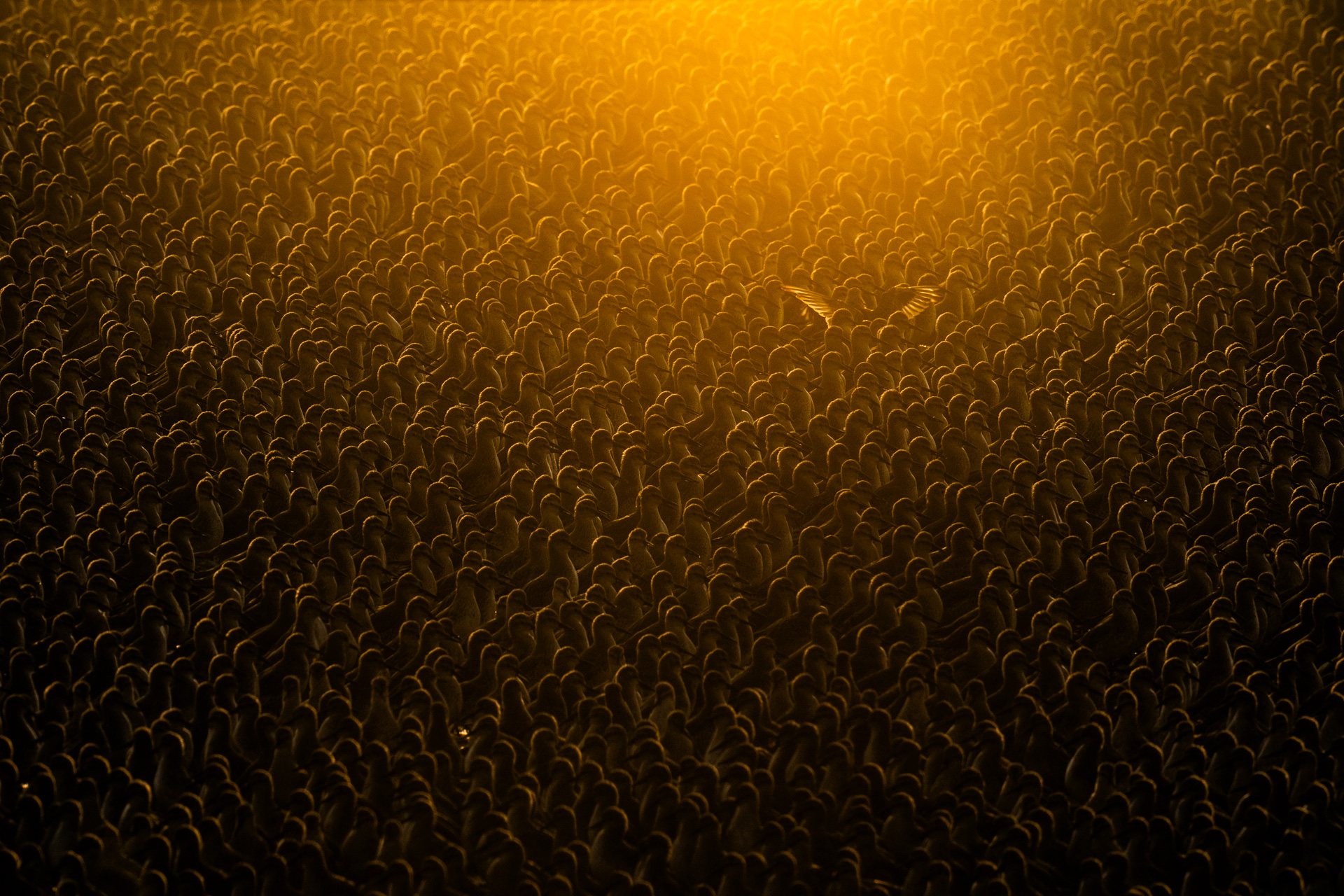Flock of Gold
