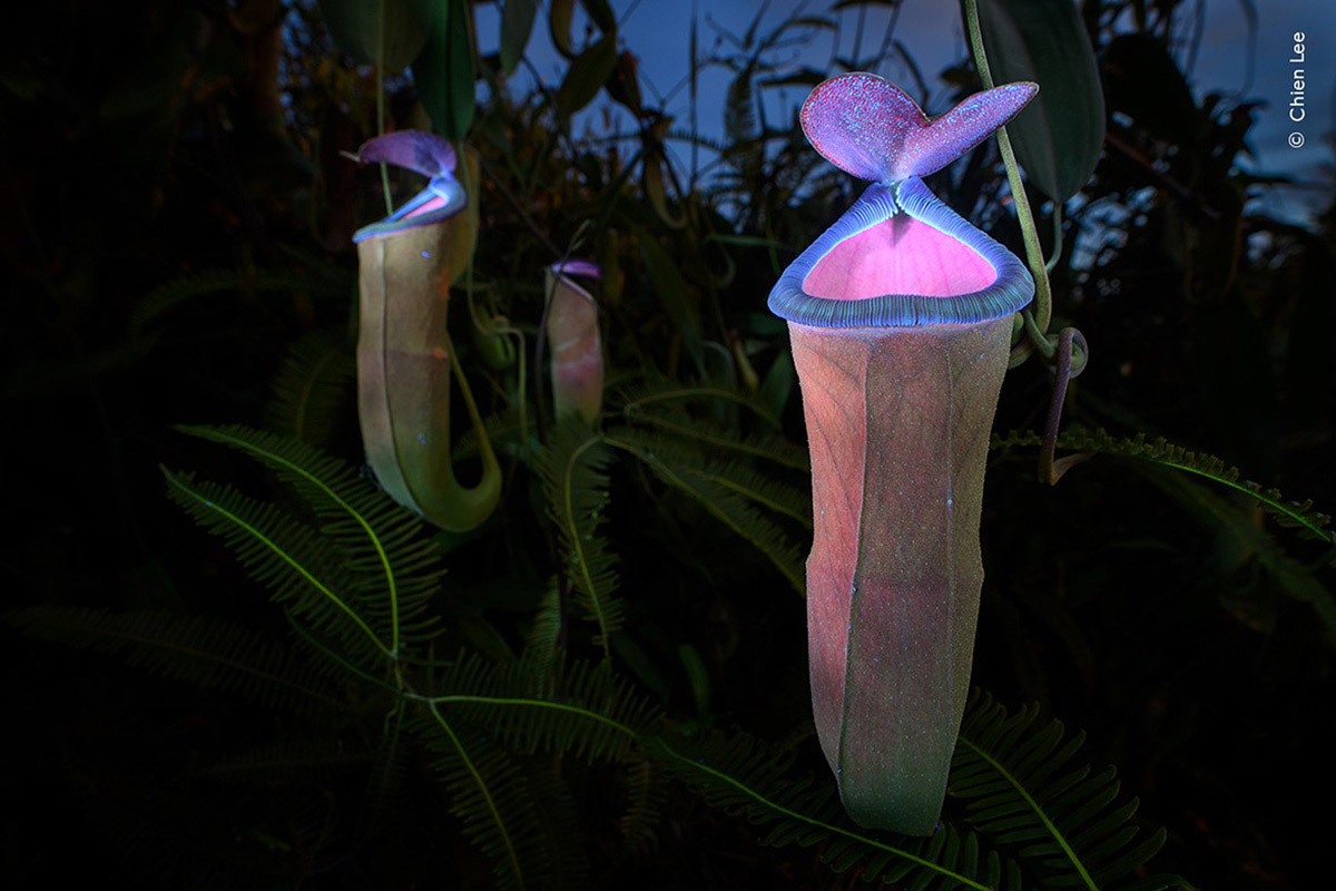 Pitcher Plant (Nepenthes mirabilis) under ultraviolet light | Sarawak, Malaysia (Borneo)