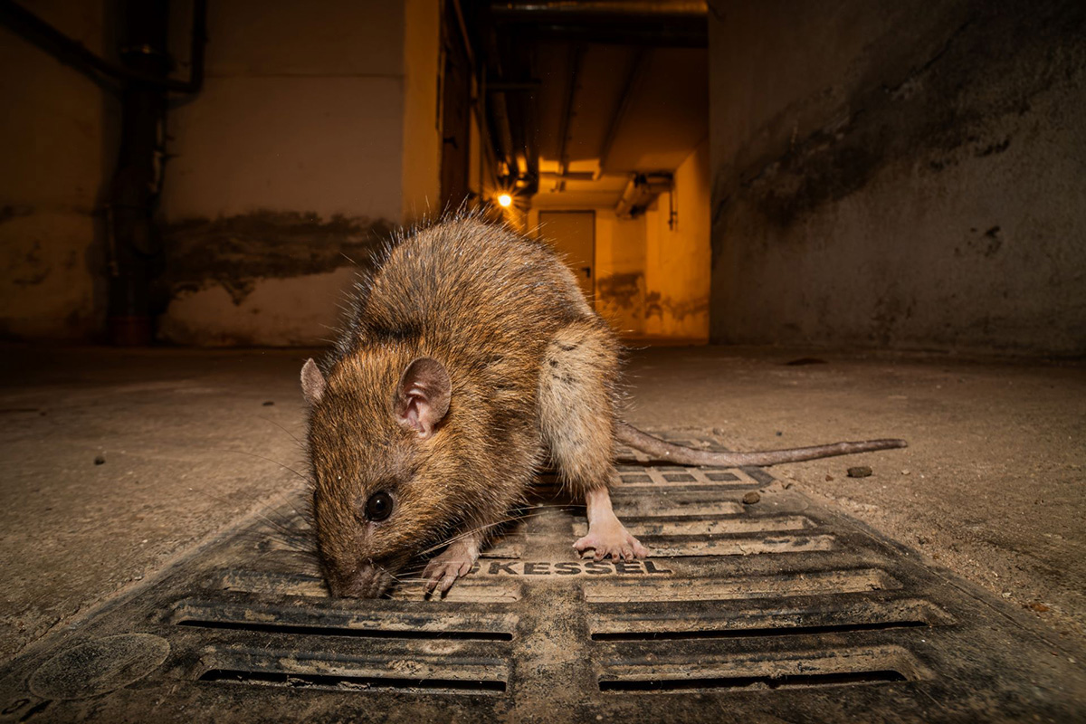 © Joshua Galsterer