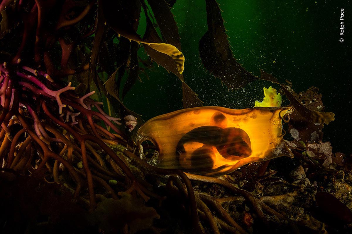 A swell shark (Cephaloscyllium ventriosum) in egg casing off Monterey, CA.