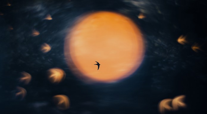 El fotógrafo que derramó un café y se convirtió en el Nature Photographer of the year 2025 –