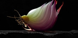 AFP41_01_fromatos lux_2025