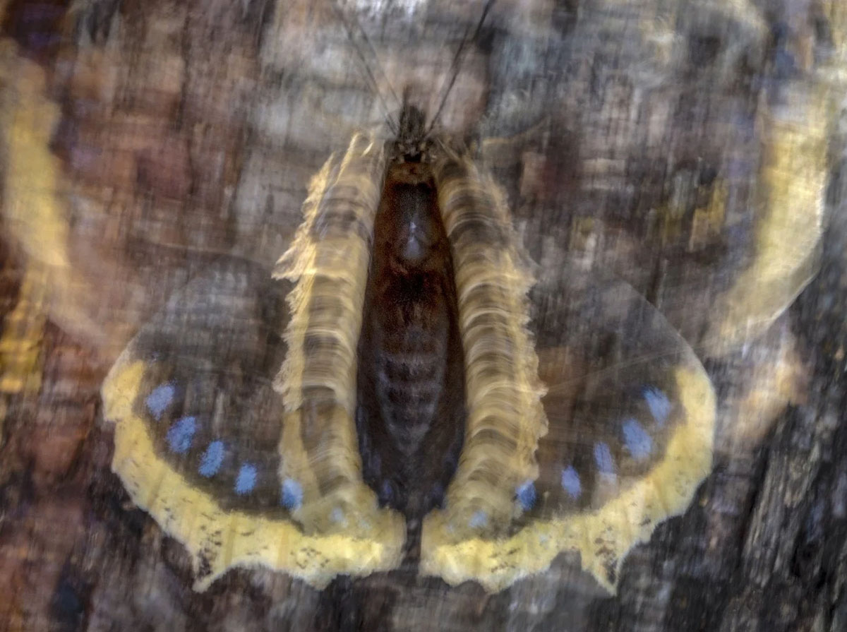 © Pål Hermansen