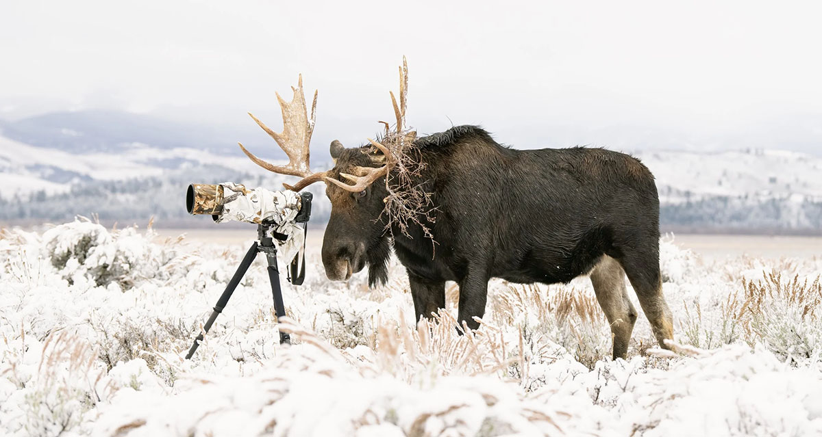 The Wildlife Photographer