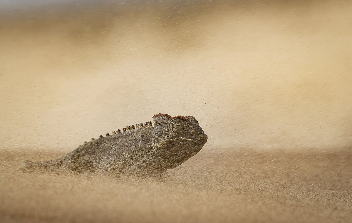 Stoicism in a sandstorm
