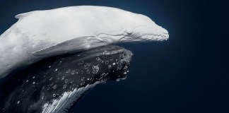 © Jono Allen_portada