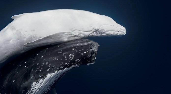 Un ballenato albino nadando junto a su madre, mejor fotografía de naturaleza del año en World Nature Photography Awards 2026 © Jono Allen_portada