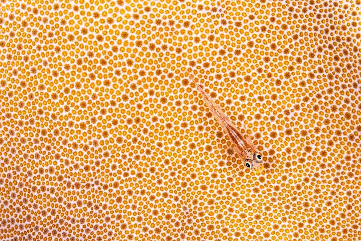 © Simon Biddie