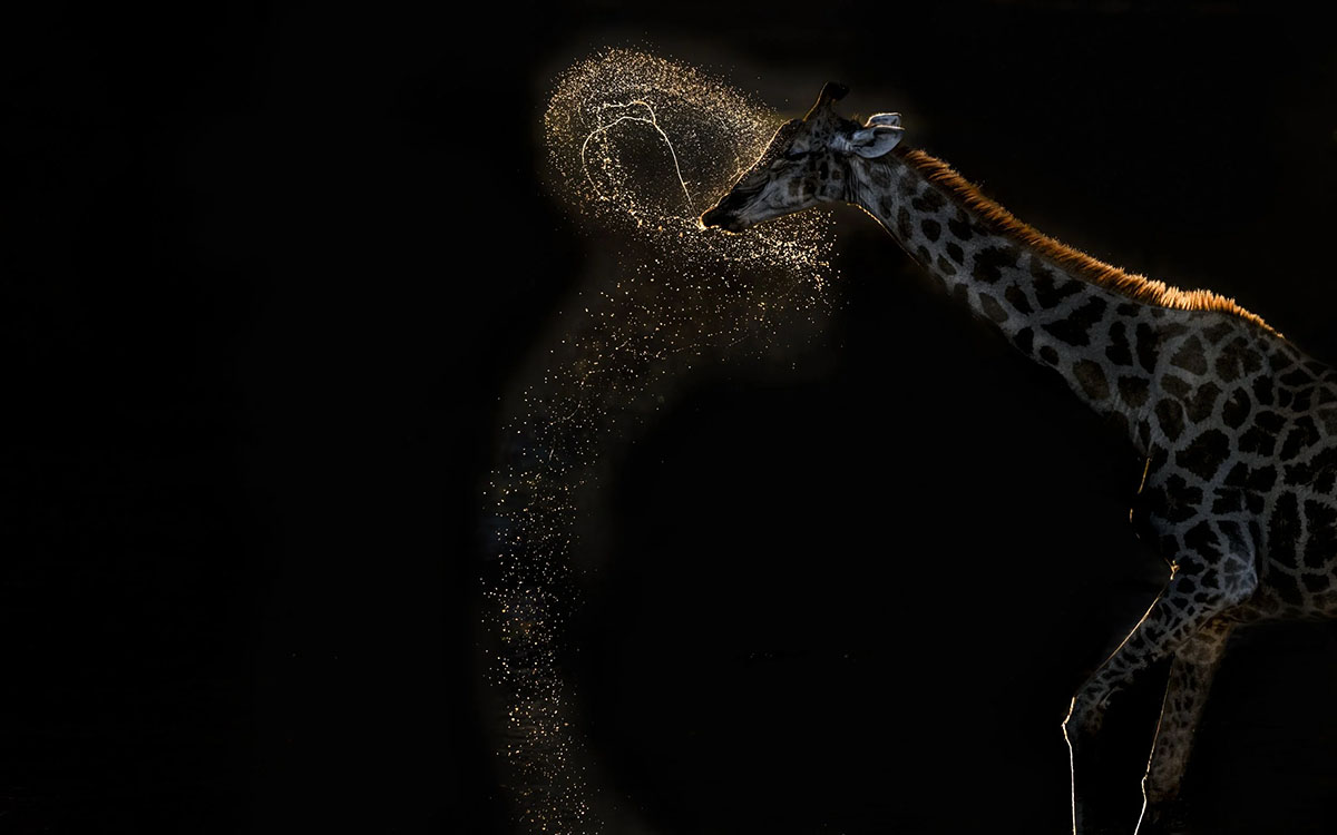 © Vaidehi Chandrasekar