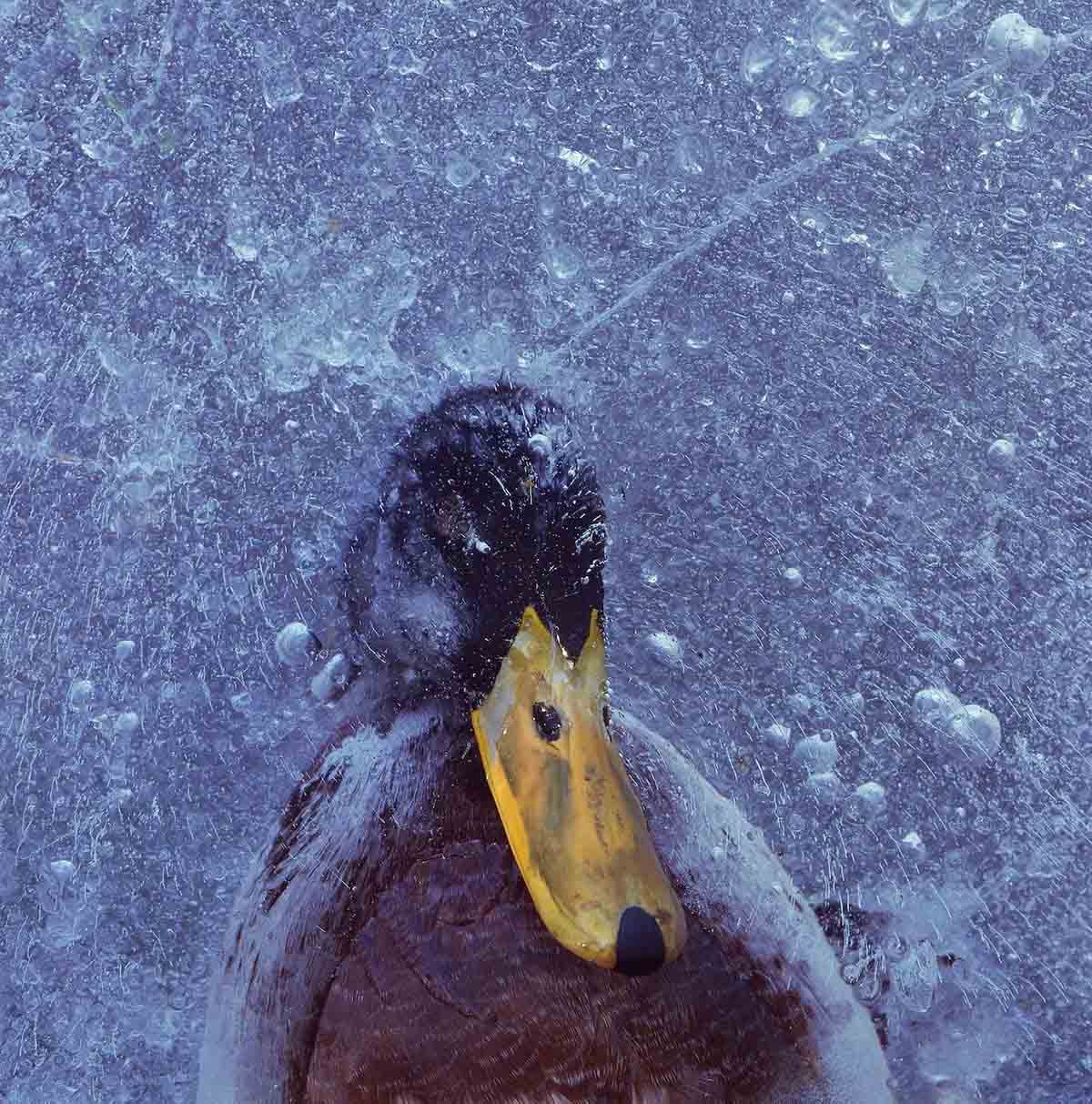 © Pål Hermansen