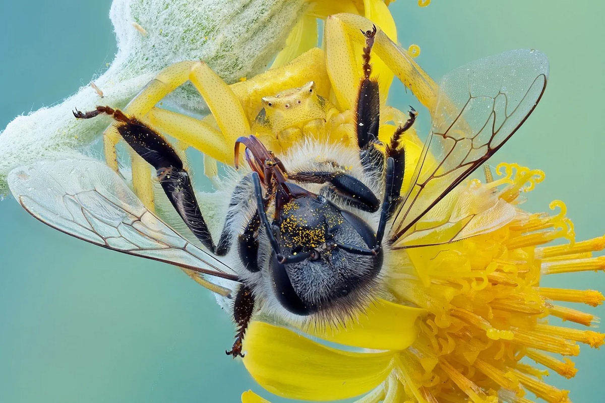© Pete Burford