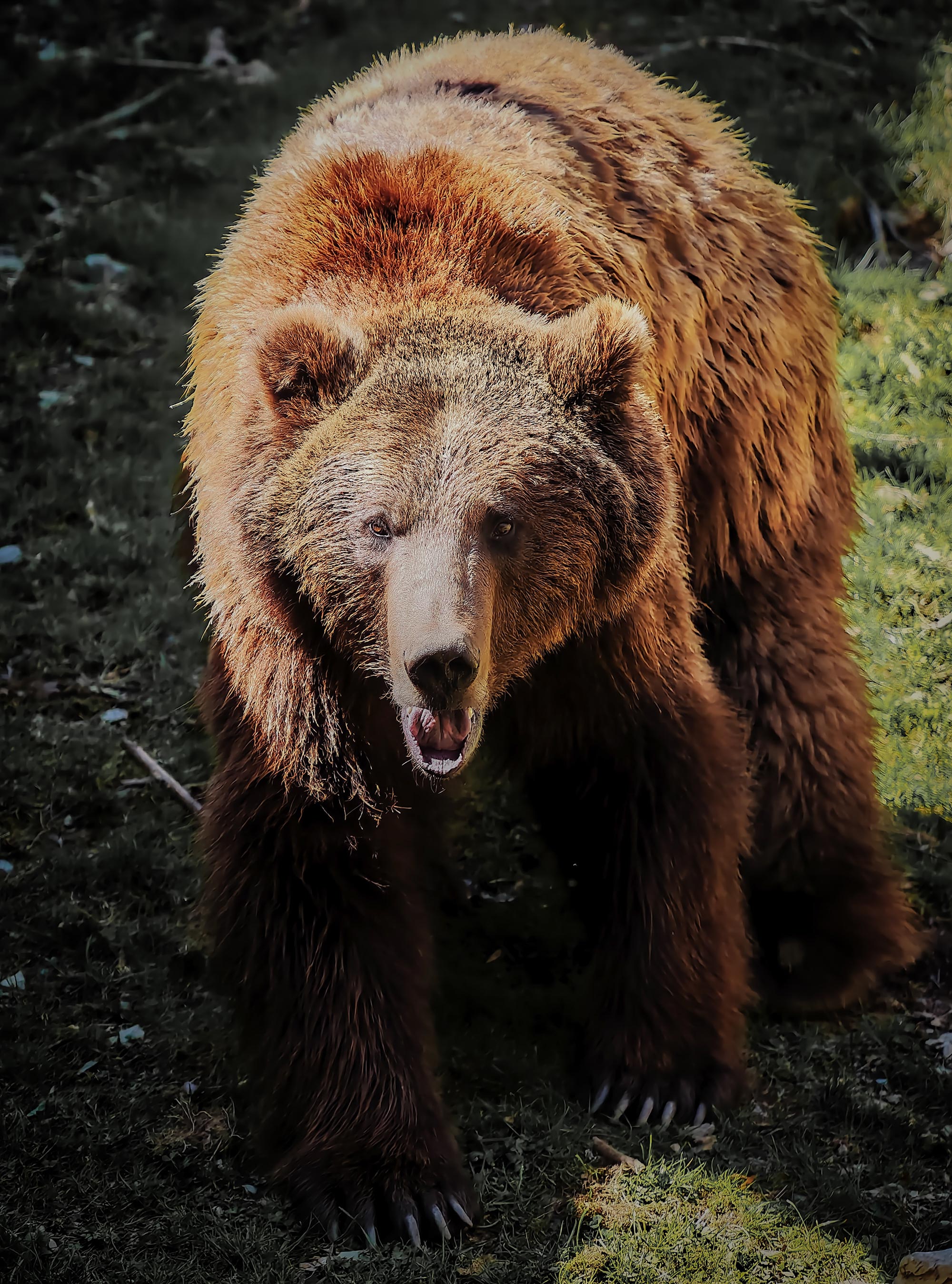 Vivo_X300_Ultra_fauna_04