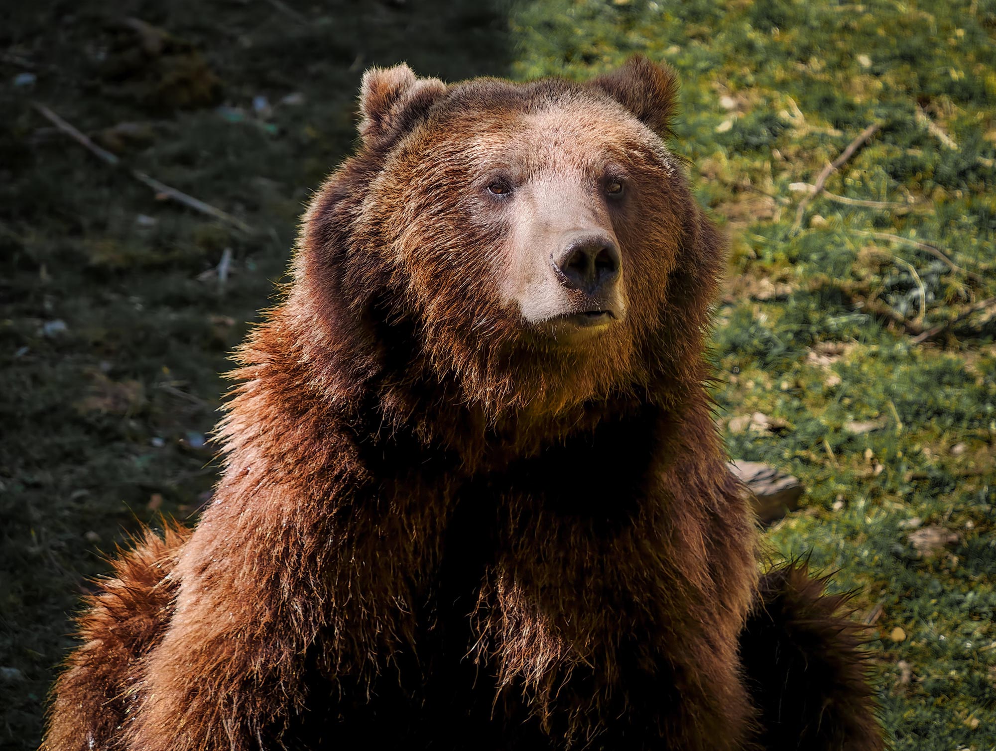 Vivo_X300_Ultra_fauna_05