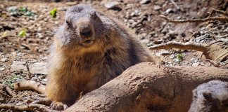 Vivo_X300_Ultra_fauna_07