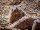 ¿Fotografía de fauna con un móvil? Reto con el Vivo X300 Ultra Vivo_X300_Ultra_fauna_07
