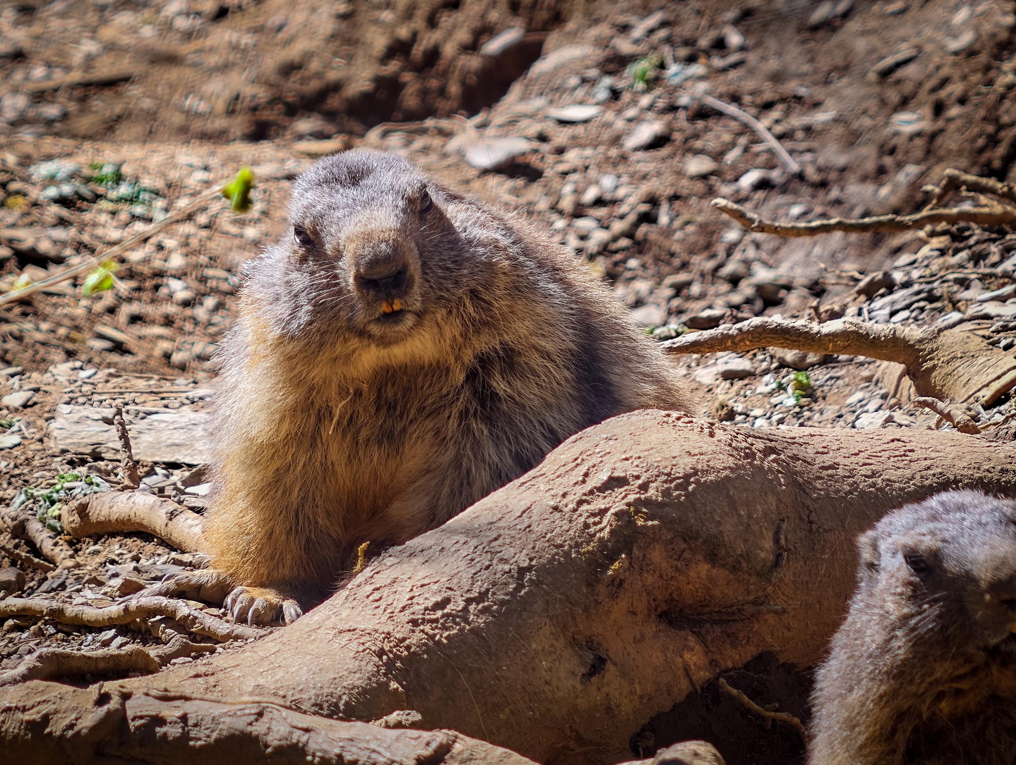 Vivo_X300_Ultra_fauna_07