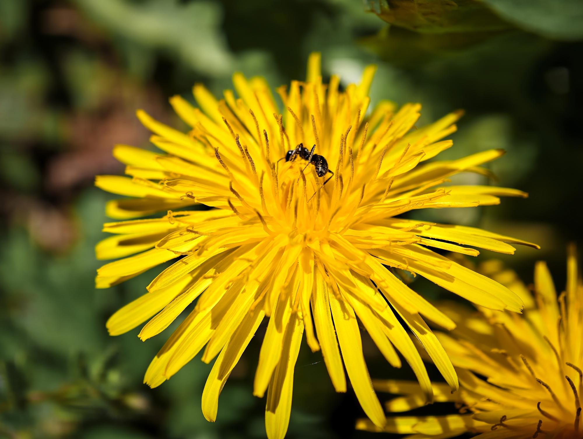 Vivo_X300_Ultra_fauna_08