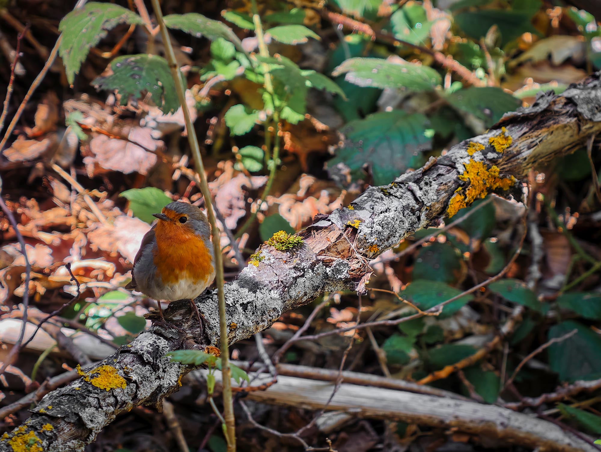 Vivo_X300_Ultra_fauna_11