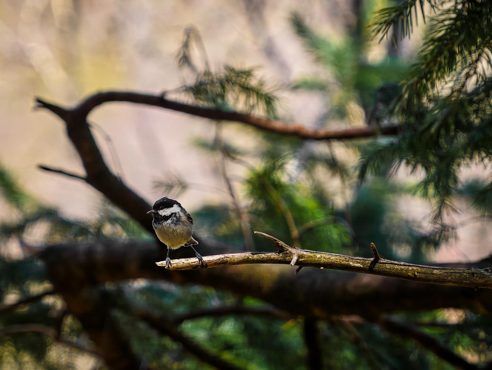 Vivo_X300_Ultra_fauna_12
