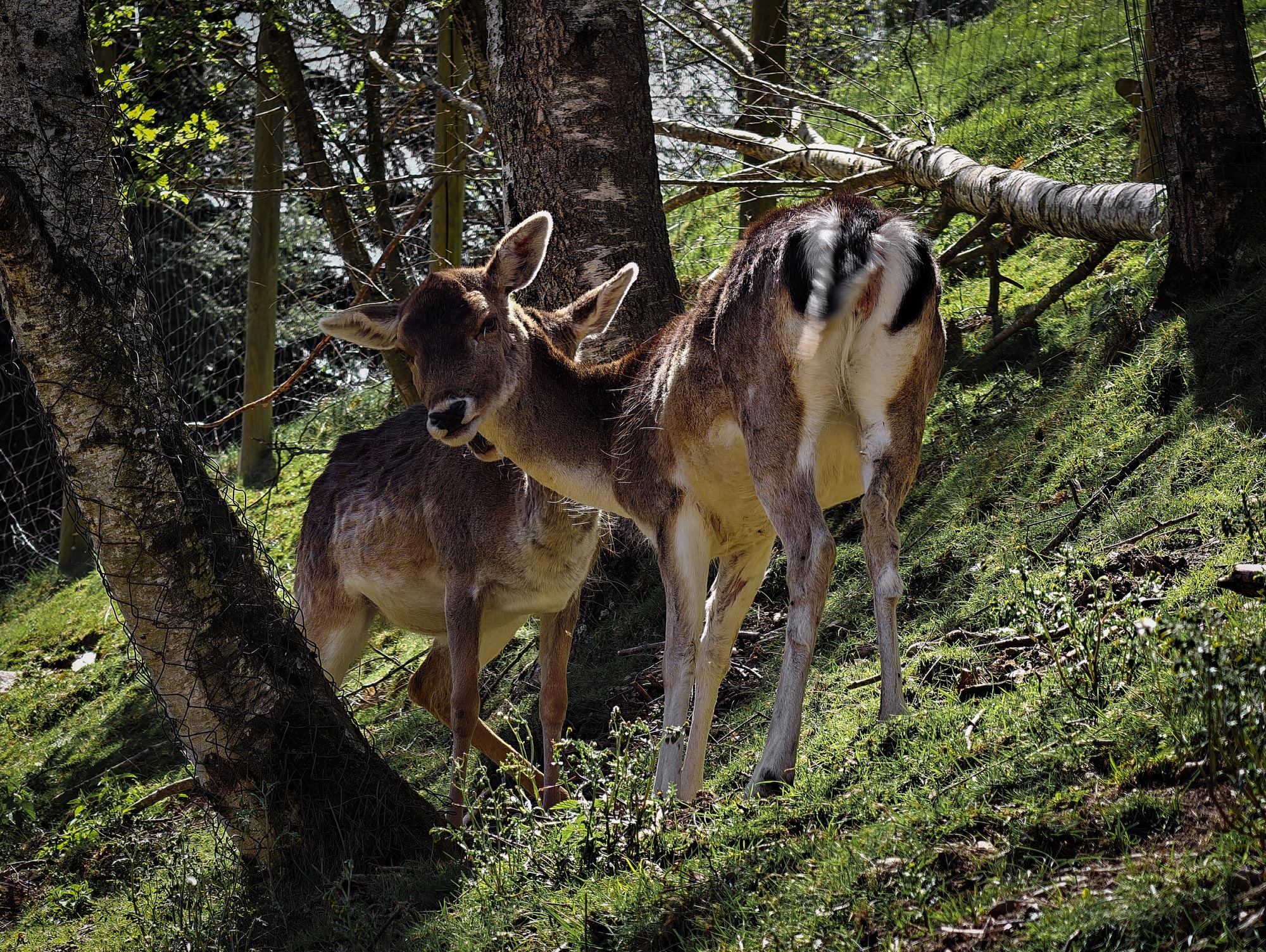 Vivo_X300_Ultra_fauna_13