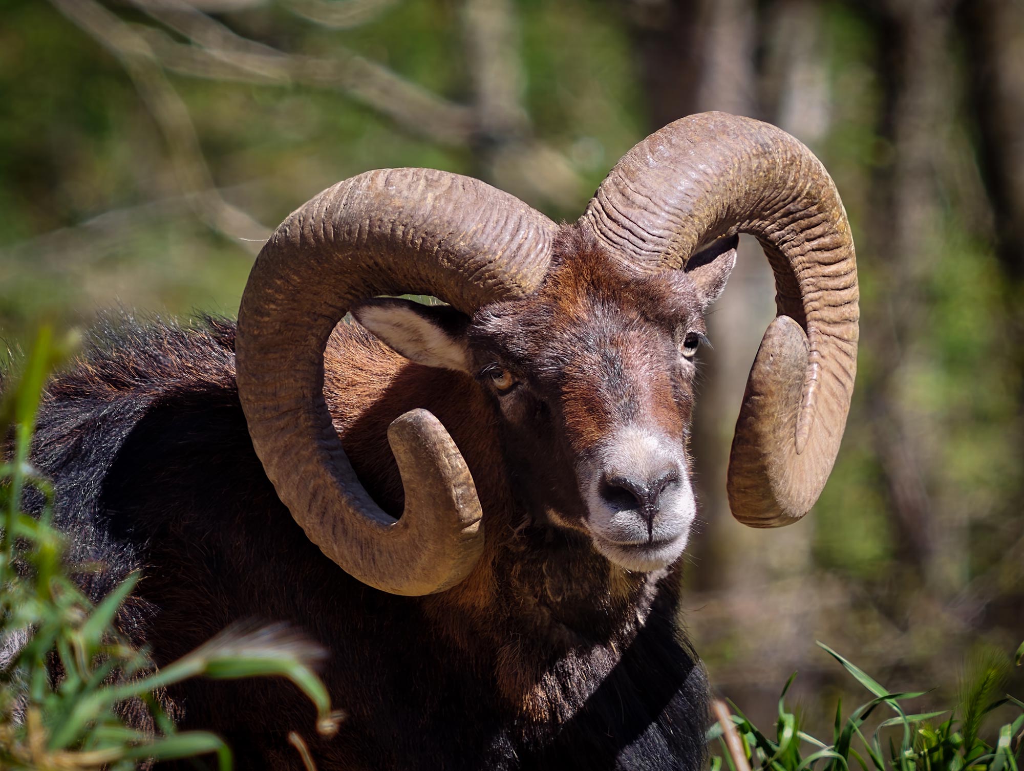 Vivo_X300_Ultra_fauna_15