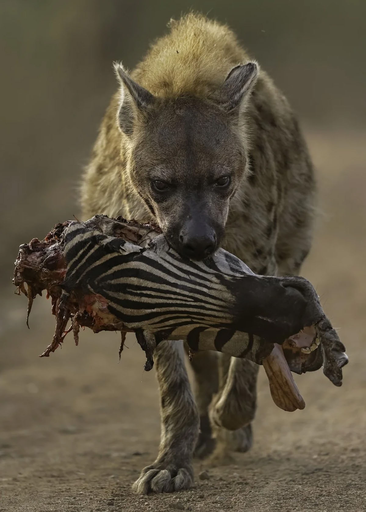 © Willem Kruger