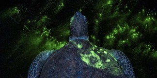Una huella fluorescente en una tortuga para denunciar el tráfico de animales: la foto ganadora del Environmental Photography Award 2026 © Britta Jaschinski.jpg