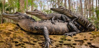 Descalificado de un concurso de fotografía con móviles por presentar imágenes con demasiada calidad Foto_Steven_Grogin_02