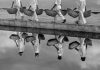 Steve McCurry también dispara en blanco y negro: estas son algunas de las imágenes que el fotógrafo ha realizado en Menorca McCurry_Menorca_01