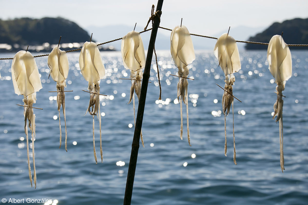 Squid drying in the sun in the fishing village of Ine, Kyoto, Japan.