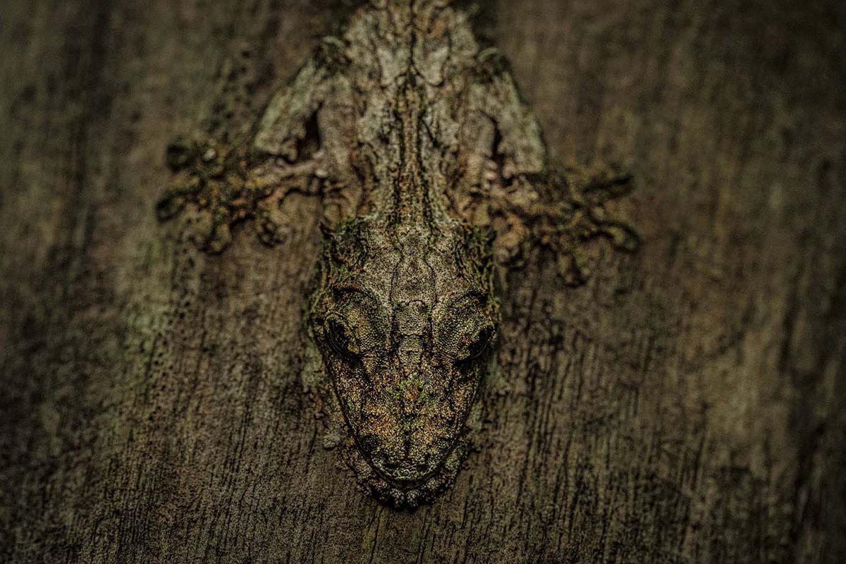 © Lalith Ekanayake