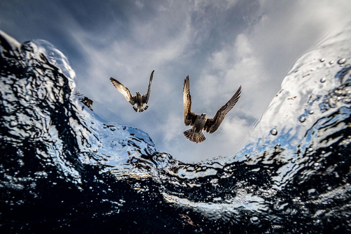 © Eduardo Carrasco