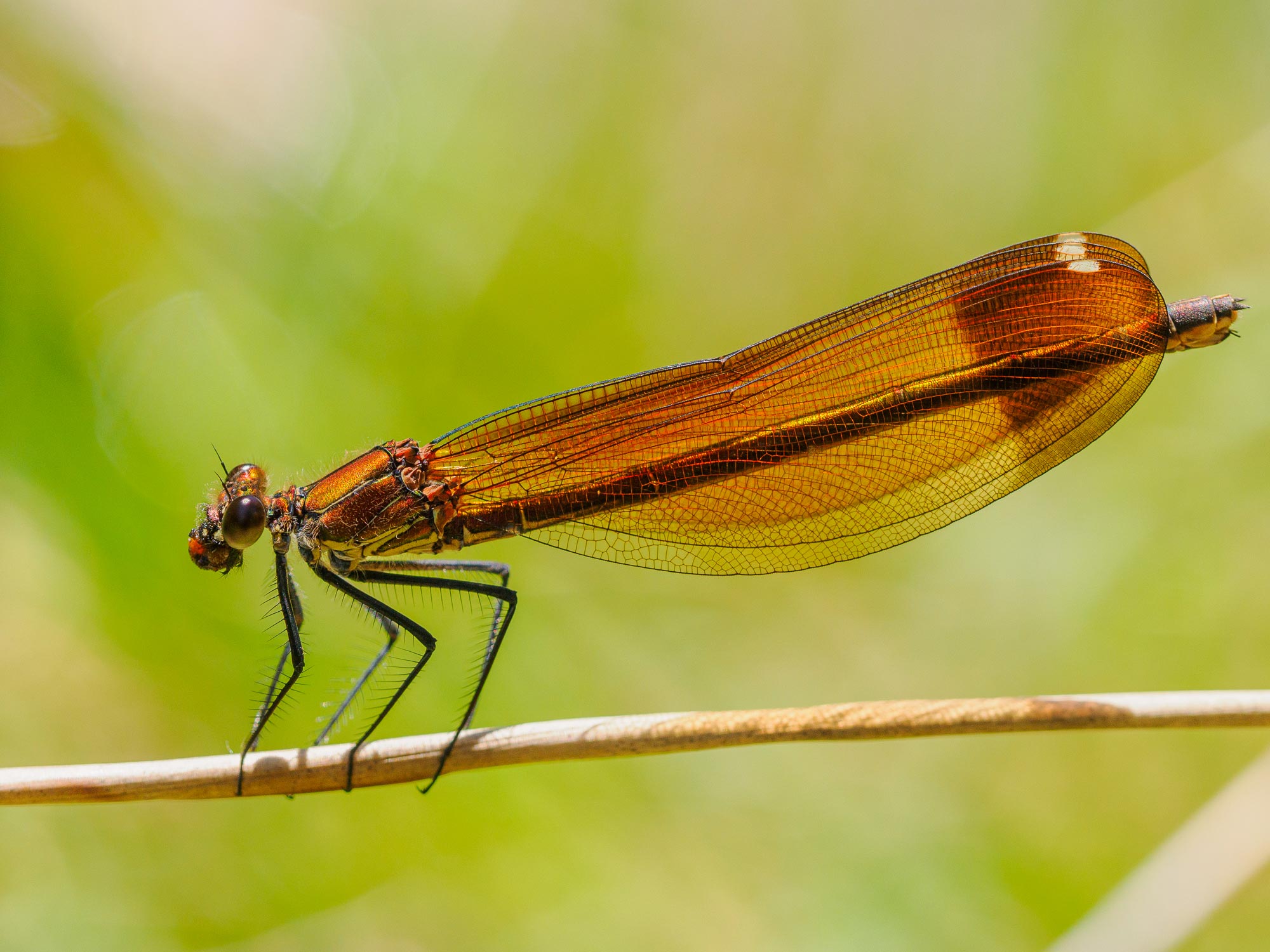 ManelSoria_Libelulas_P5130125