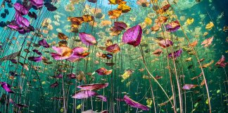 El fondo del mar como nunca lo habías visto: estas son las fotos ganadores del concurso El Día Mundial de los Océanos de Naciones Unidas © Ysabela Coll – Portada