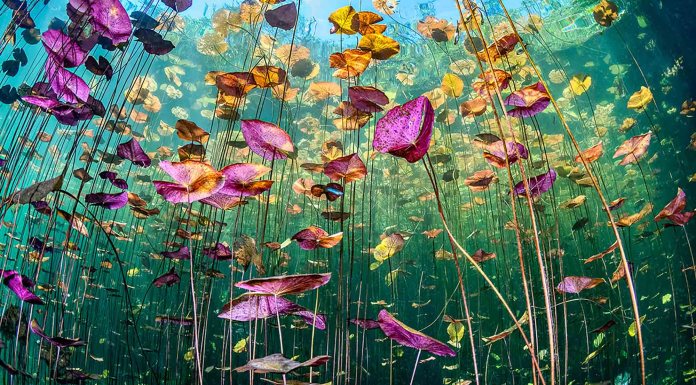 El fondo del mar como nunca lo habías visto: estas son las fotos ganadores del concurso El Día Mundial de los Océanos de Naciones Unidas © Ysabela Coll – Portada