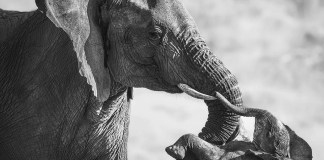 La fotografía de una elefanta transportando a su cría muerta gana el Wildlife Photographer of the Year 2026 © Federico-Veronesi_Portada