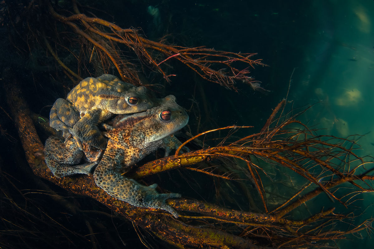 © Francesco Visintin